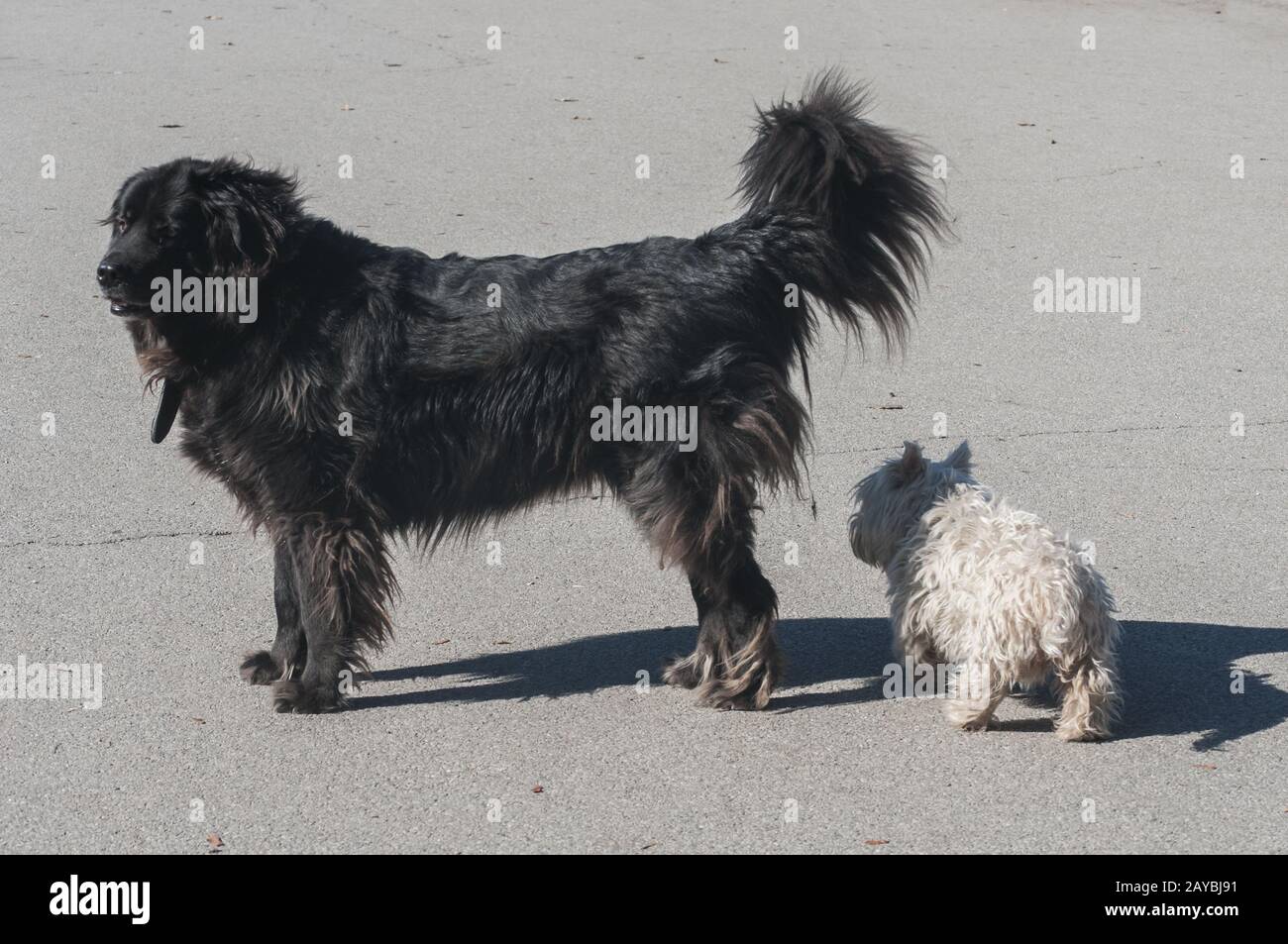 Terranova cane nero e bianco scotch terrier di stare insieme su park alley nella giornata di sole Foto Stock