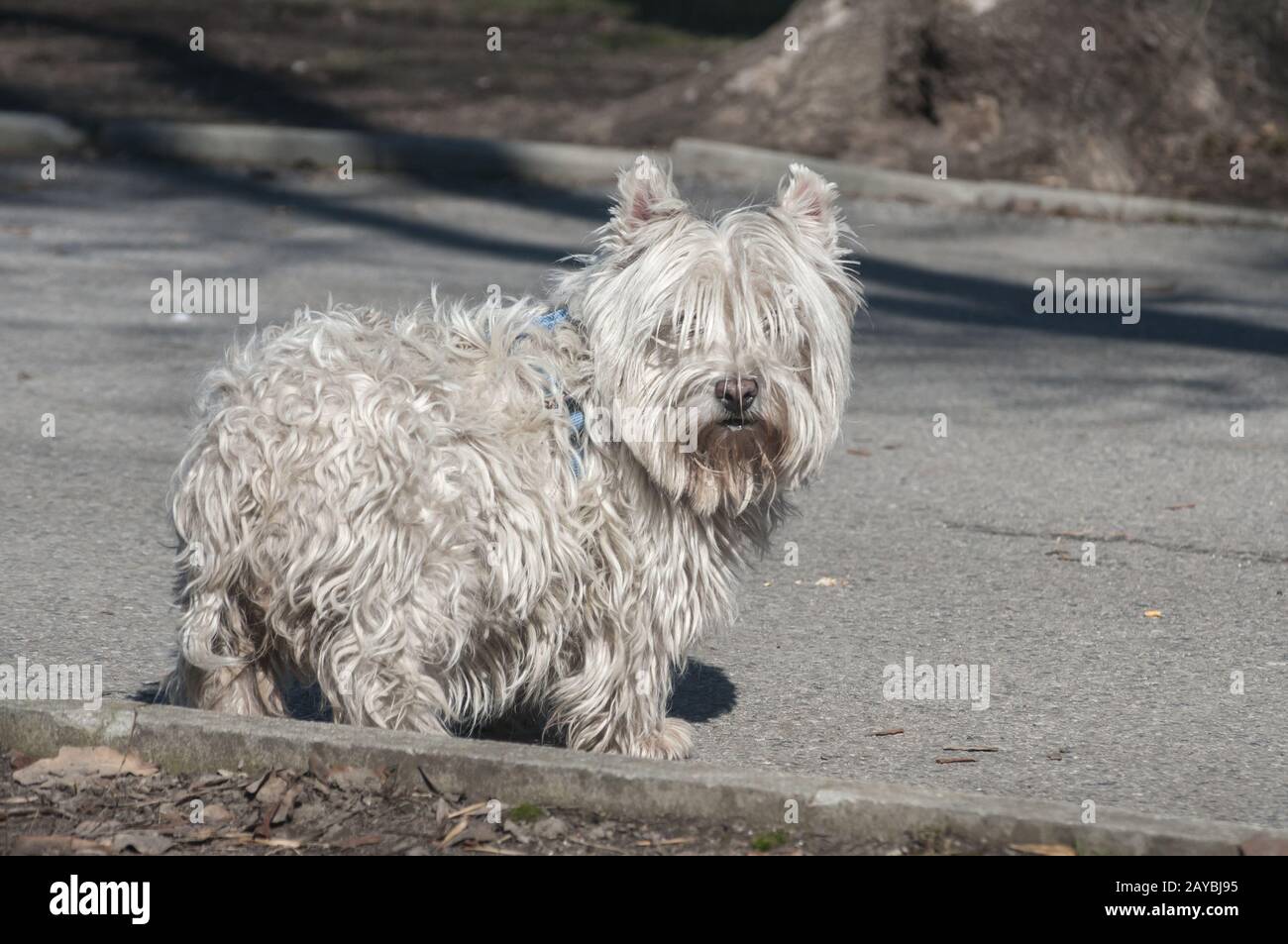 Carino scotch bianco terrier su park alley nella giornata di sole Foto Stock