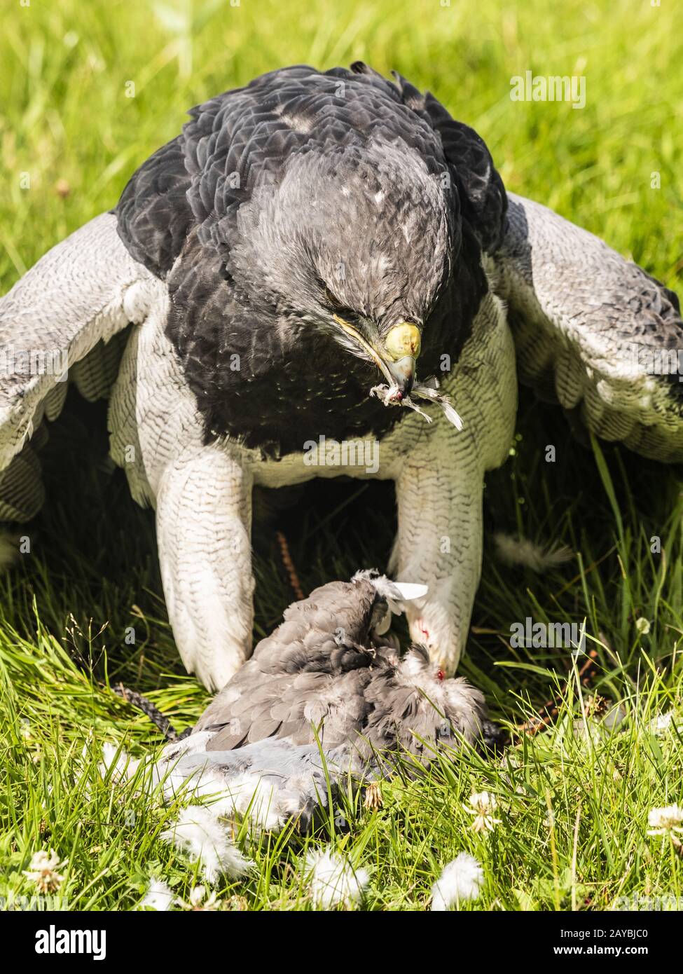 Aquila cilena Buzzard Foto Stock