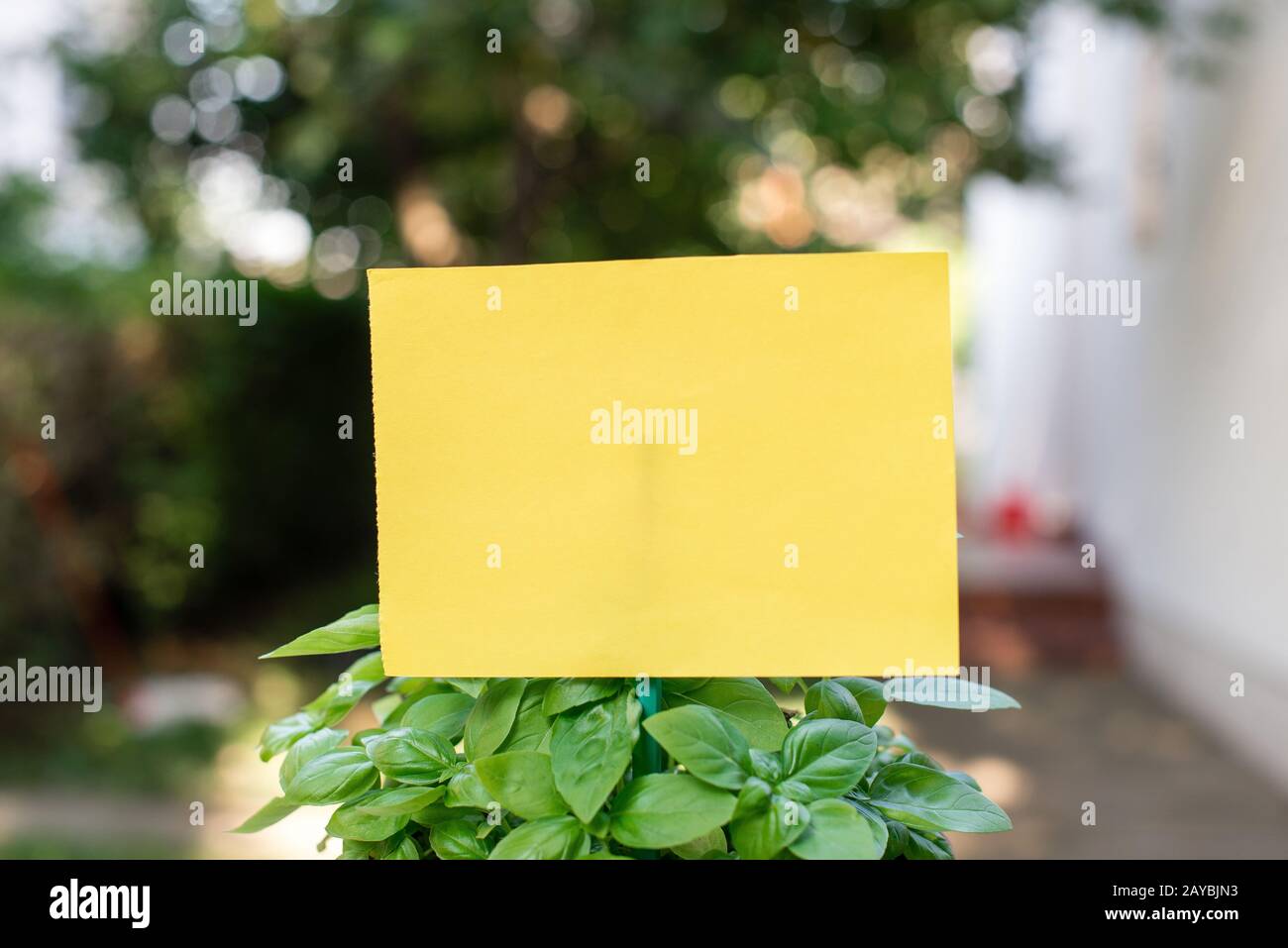 Cartoncino di carta comune attaccato ad un bastone e inserito nelle piante frondosi. Il foglio giallo vuoto è posto nelle foglie di verde Foto Stock