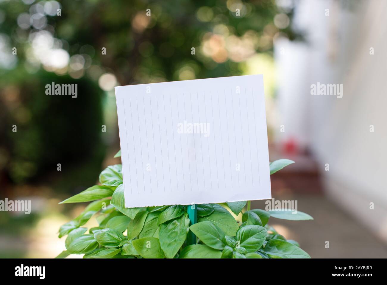 Cartoncino di carta comune attaccato ad un bastone e inserito nelle piante frondosi. Il foglio bianco vuoto viene posto nelle foglie di h verde Foto Stock