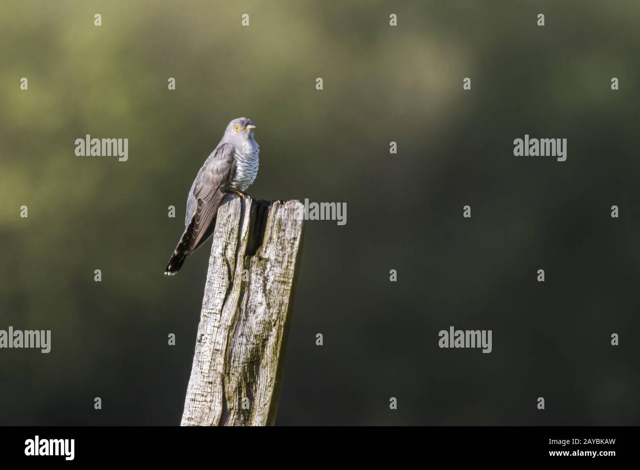 Un cuculo comune è seduta su un post Foto Stock