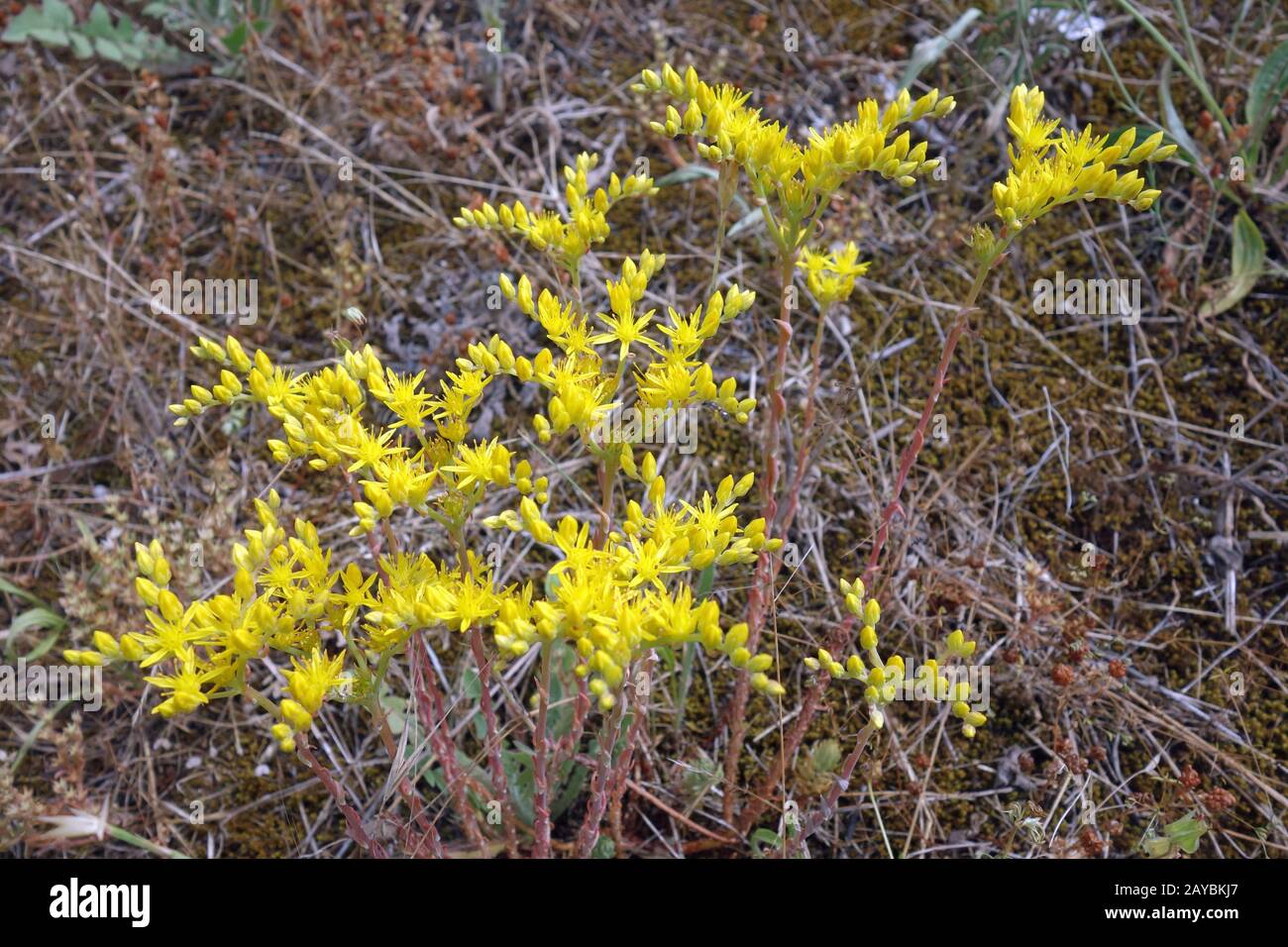 sedum rupie, rocce gallina grassa Foto Stock