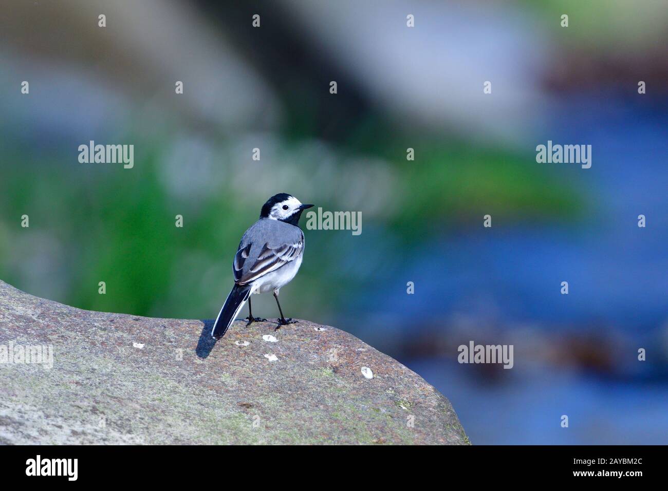 ballerina gialla Foto Stock