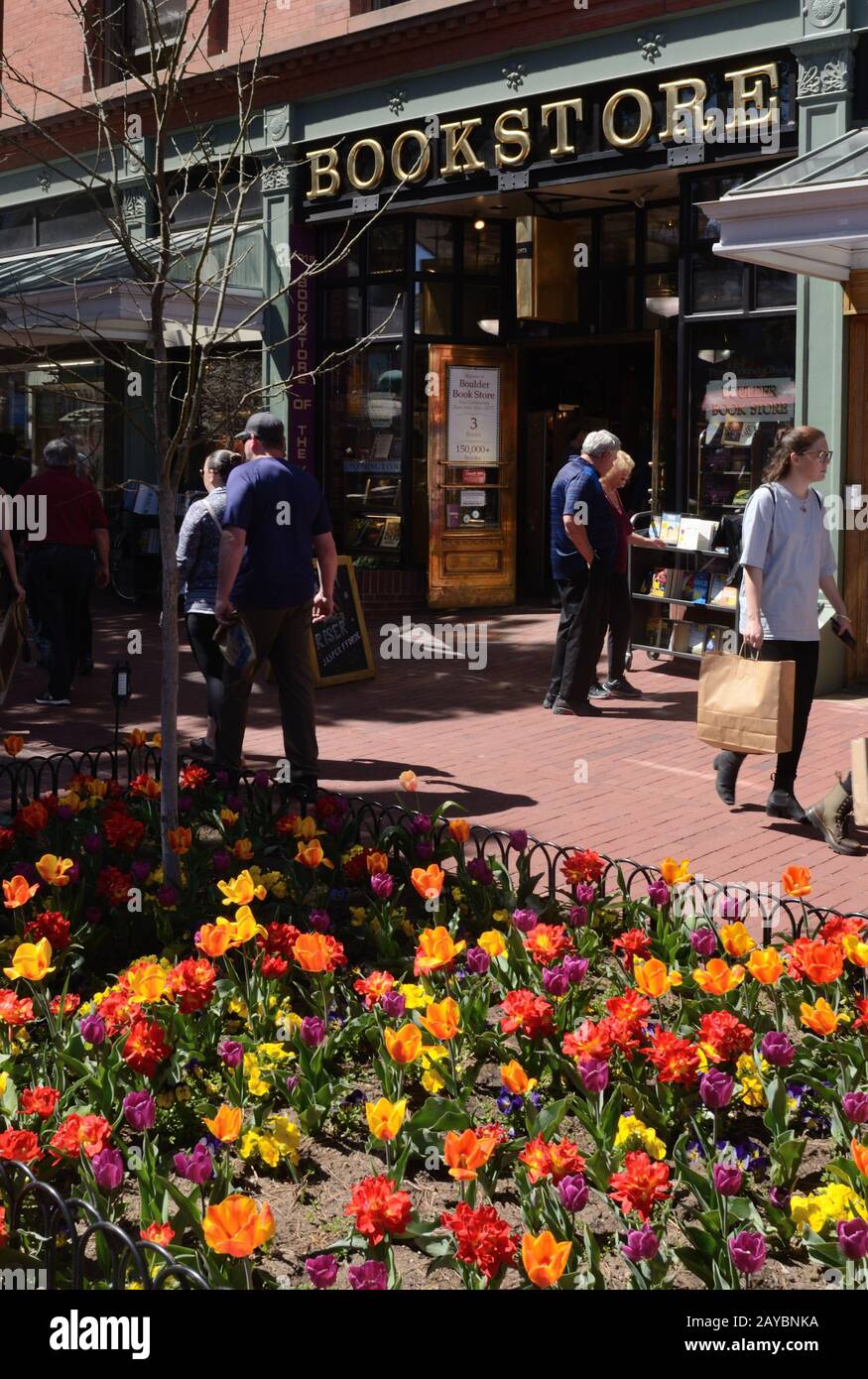 Migliaia di tulipani in fiore sul Pearl Street Mall è una tradizione primaverile a Boulder, Colorado Foto Stock