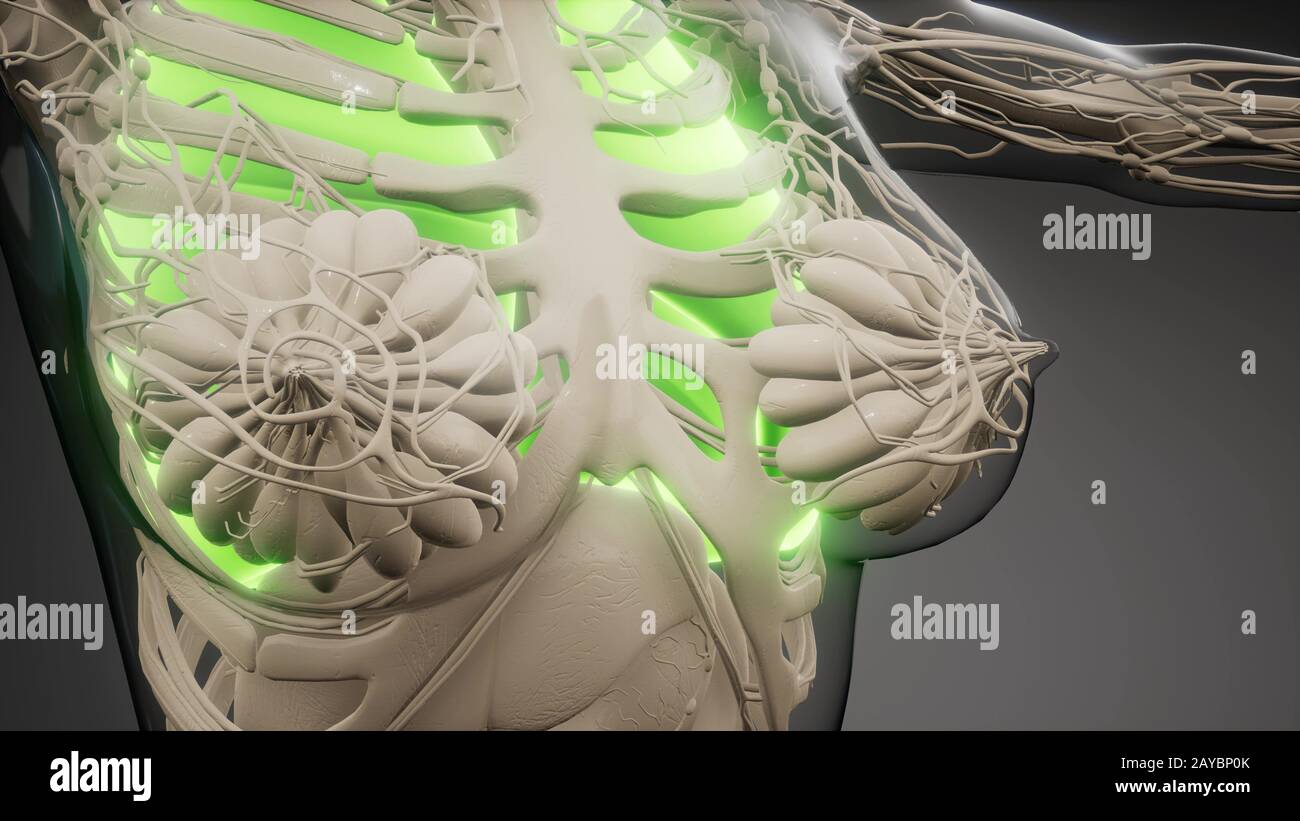 Polmoni umani esame radiologico Foto Stock