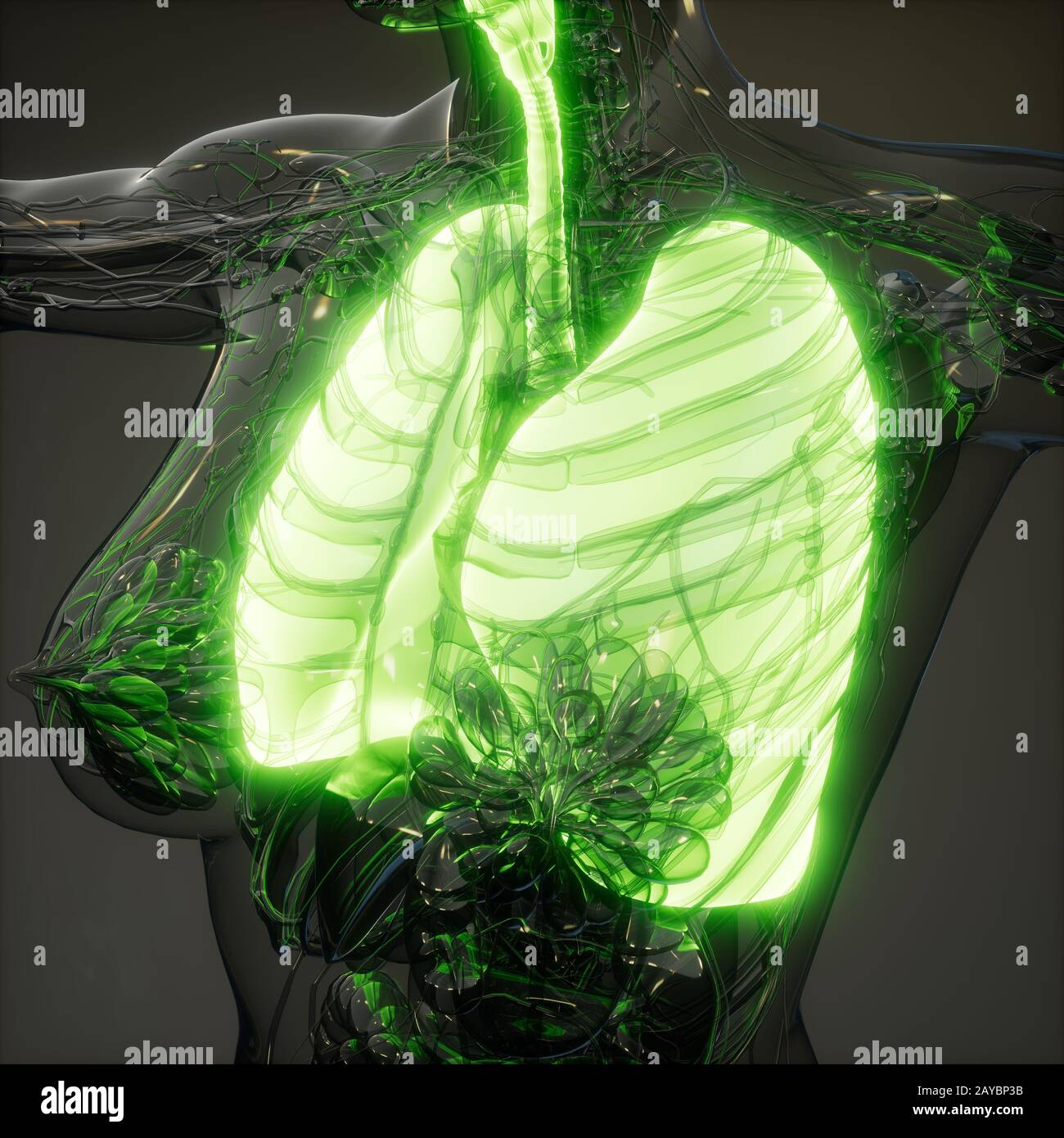 Polmoni umani esame radiologico Foto Stock