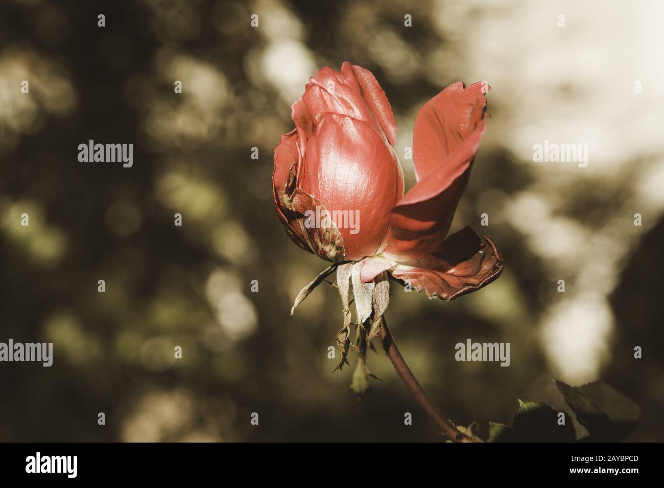 Fiore di rosa in inverno Foto Stock