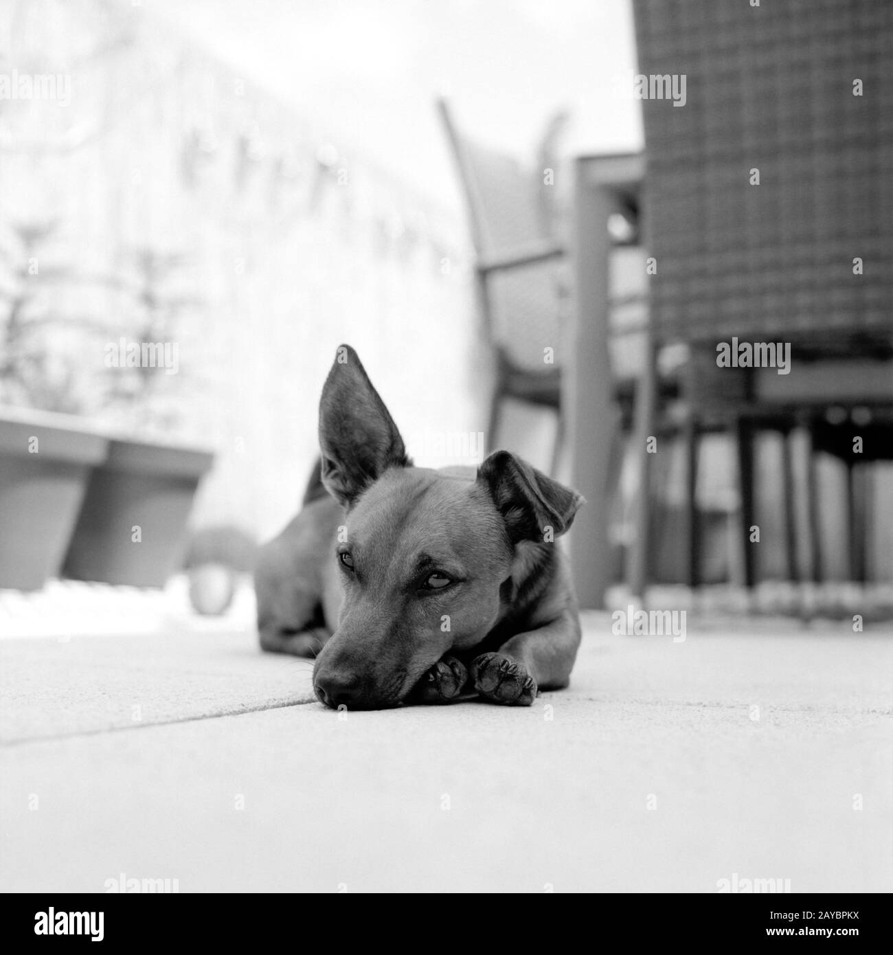 Ritratto di un giovane cane. Razza mista di germano, chihuahua e parson jack russell terrier. Scatto su formato medio analogico Foto Stock