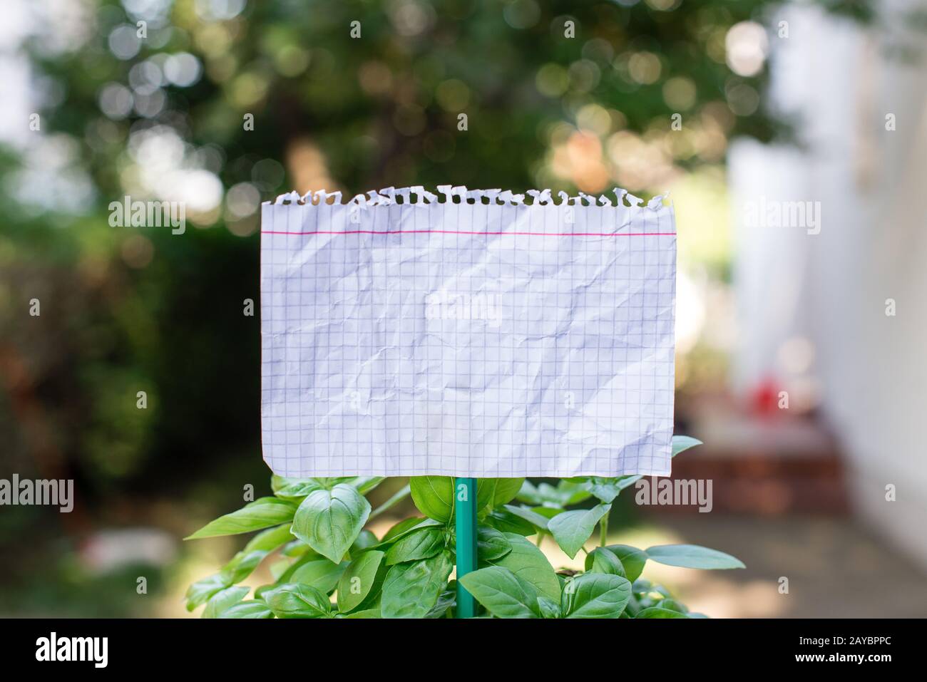 Cartoncino di carta comune attaccato ad un bastone e inserito nelle piante frondosi. Il foglio bianco vuoto viene posto nelle foglie di h verde Foto Stock
