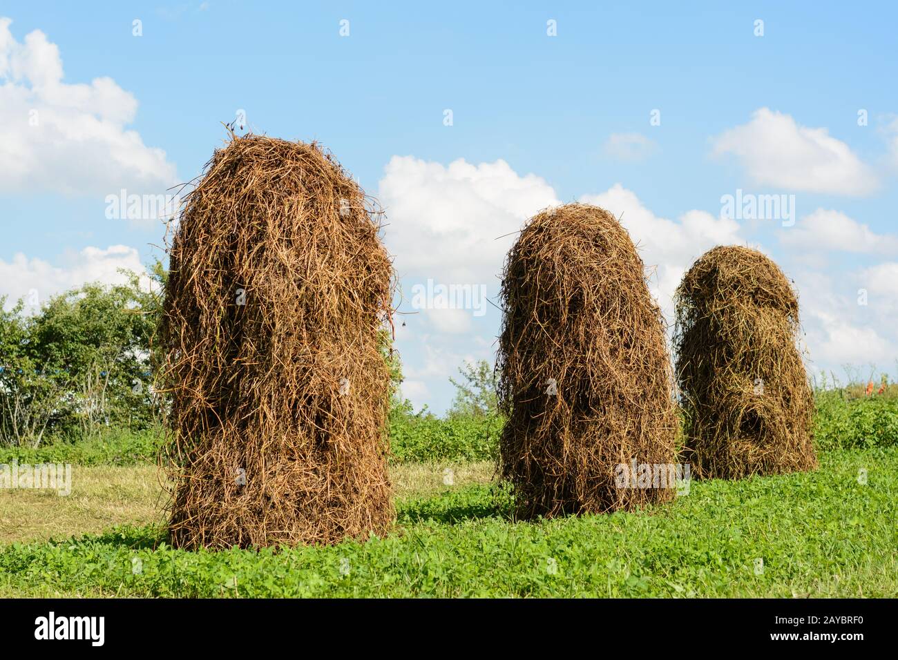 Haystack per l'essiccazione nel settore agricolo laboriosamente sollevato fino a haystack - contadino Foto Stock