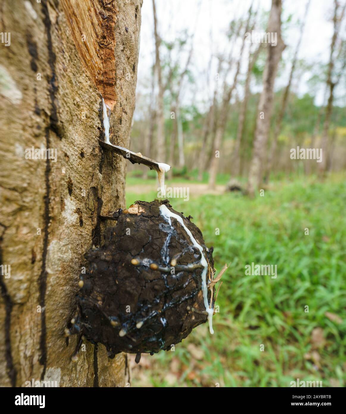 Produzione di gomma in Thailandia. Close-up di albero Foto Stock