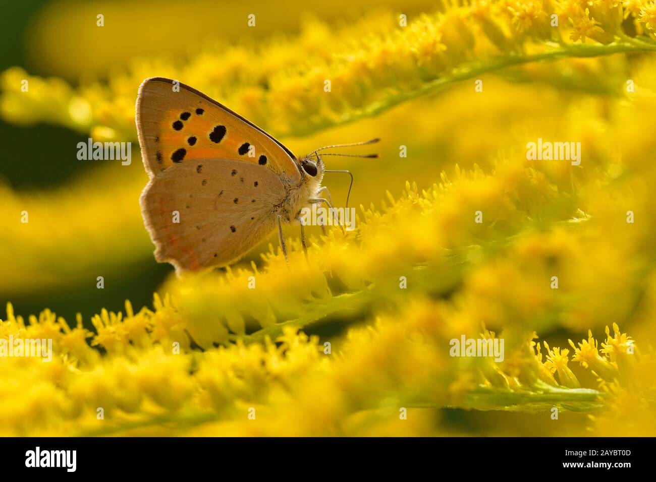 Piccola farfalla su goldenrod canadese Foto Stock