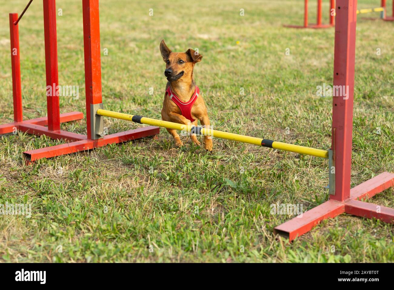 Un giovane brown razza cane impara a saltare sopra gli ostacoli in allenamento per l'agilità. Età di quasi 2 anni. Foto Stock