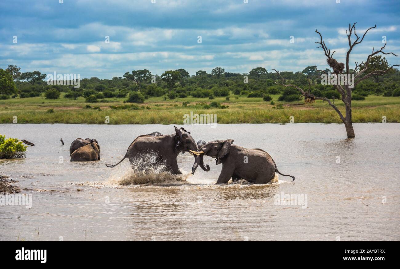 Giovani elefanti giocando in acqua, il Parco Nazionale Kruger, Sud Africa. Foto Stock