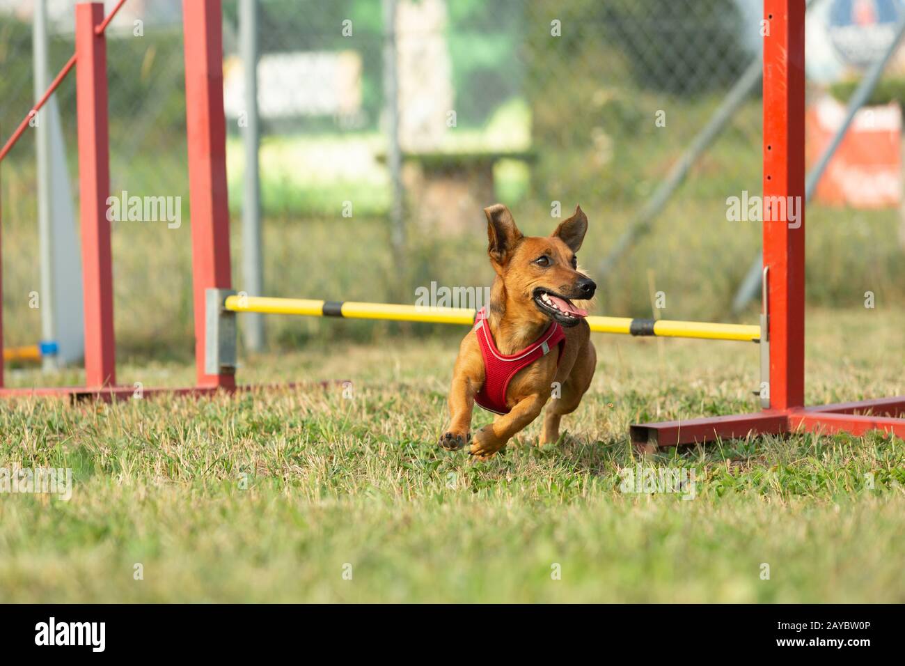 Un giovane brown razza cane impara a saltare sopra gli ostacoli in allenamento per l'agilità. Età di quasi 2 anni. Foto Stock