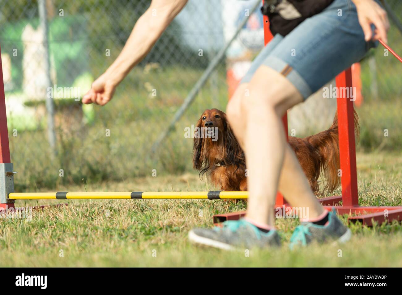 Un teckel marrone o dachshund puro cane di razza impara a saltare oltre gli ostacoli con i segnali di mano umana in addestramento di agilità al cane scho Foto Stock