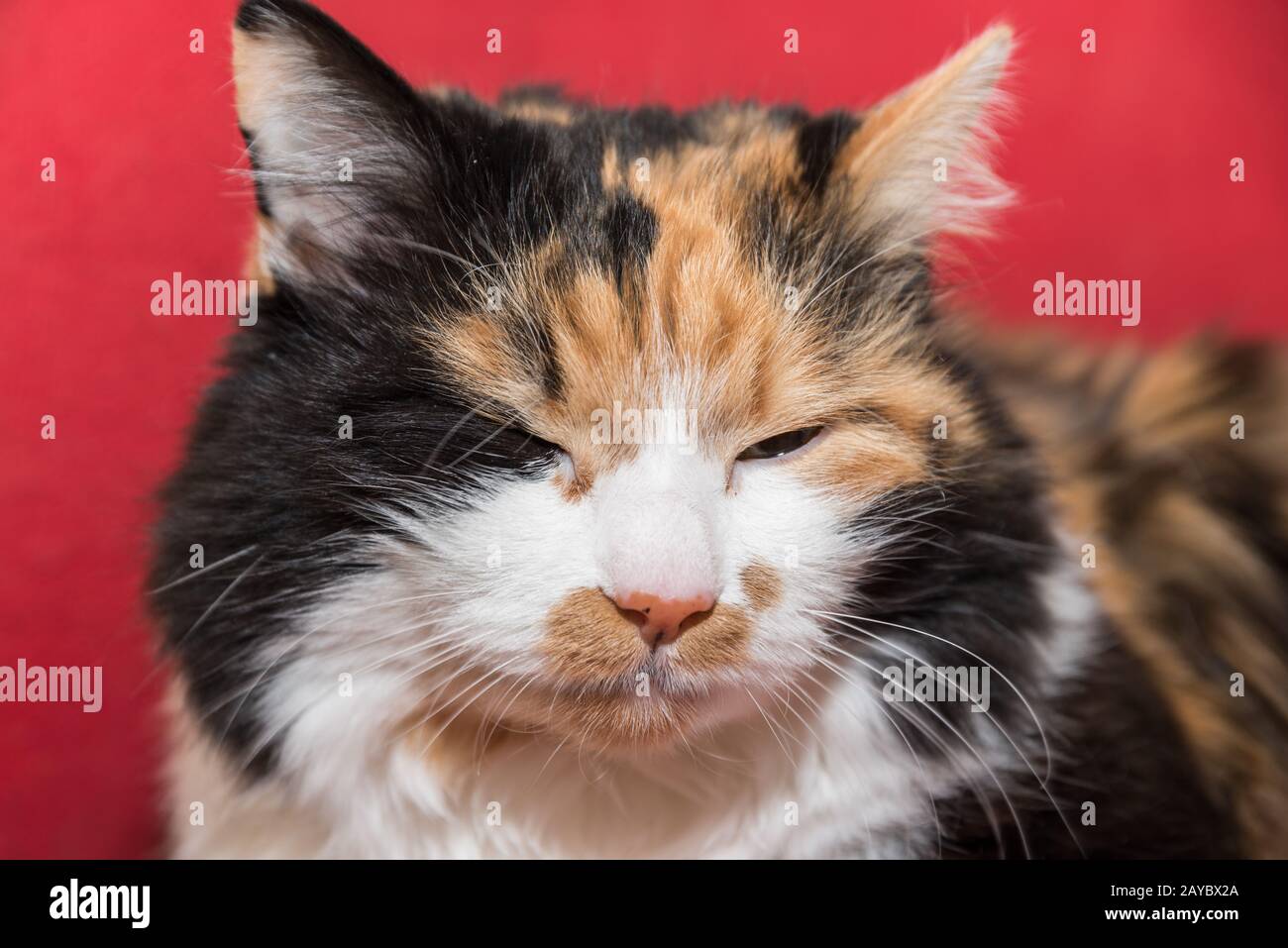 gatto domestico multicolore con look sognante - gatto ritratto Foto Stock