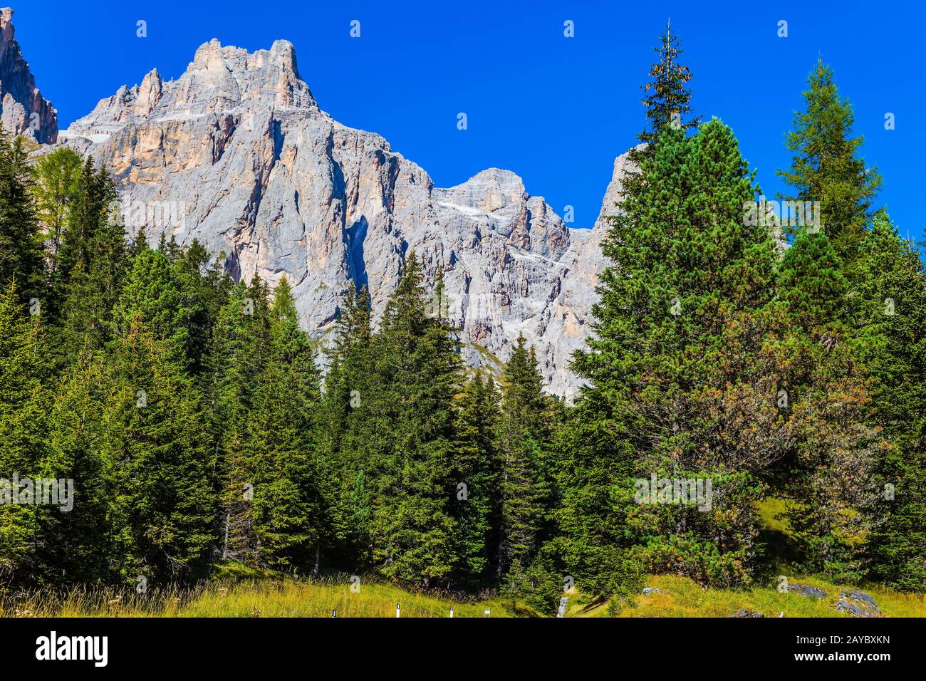 Le foreste di conifere Foto Stock