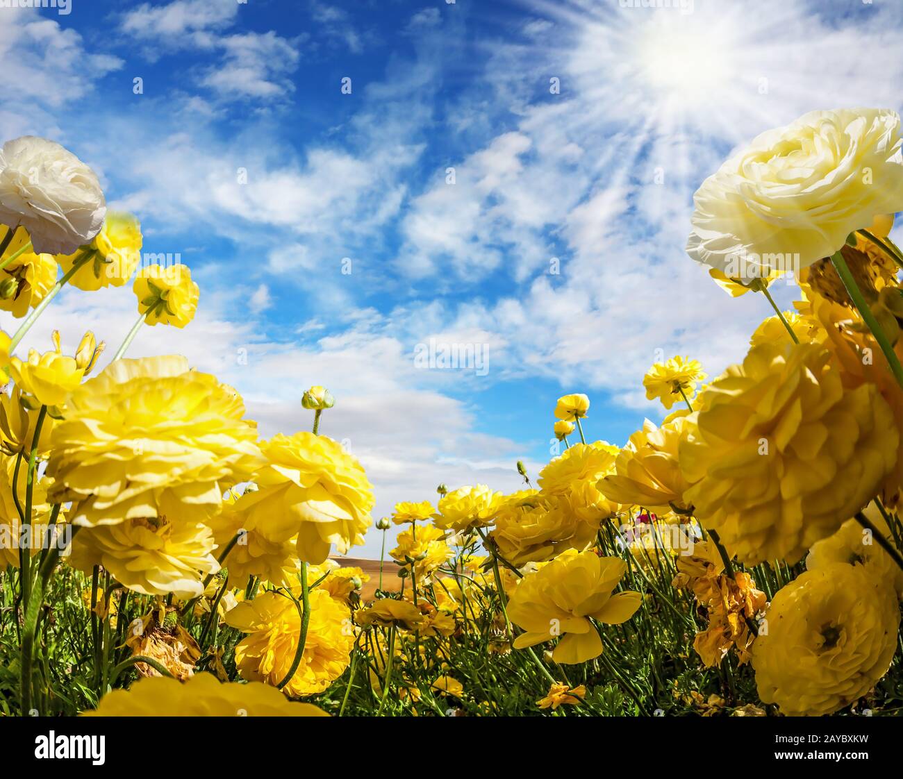 Grande giardino giallo farfalle Foto Stock