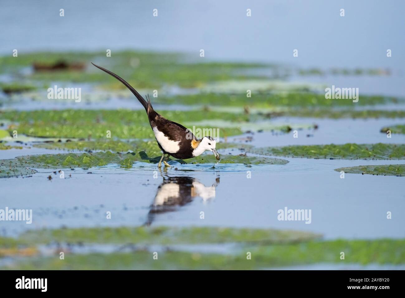 uccello fagiano d'acqua Foto Stock