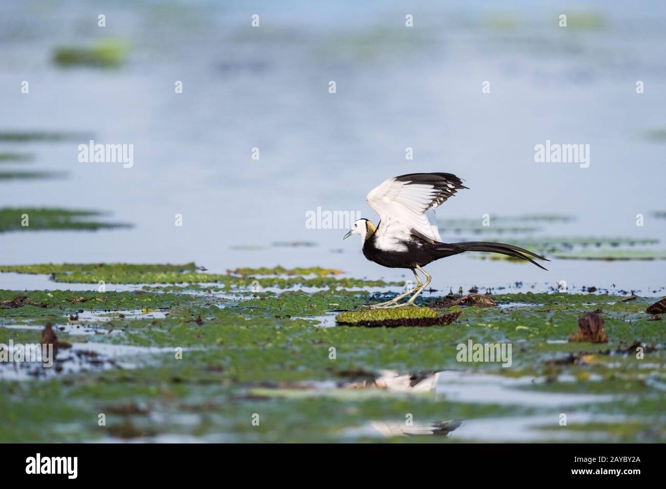 Pheasant-tailed jacana Foto Stock