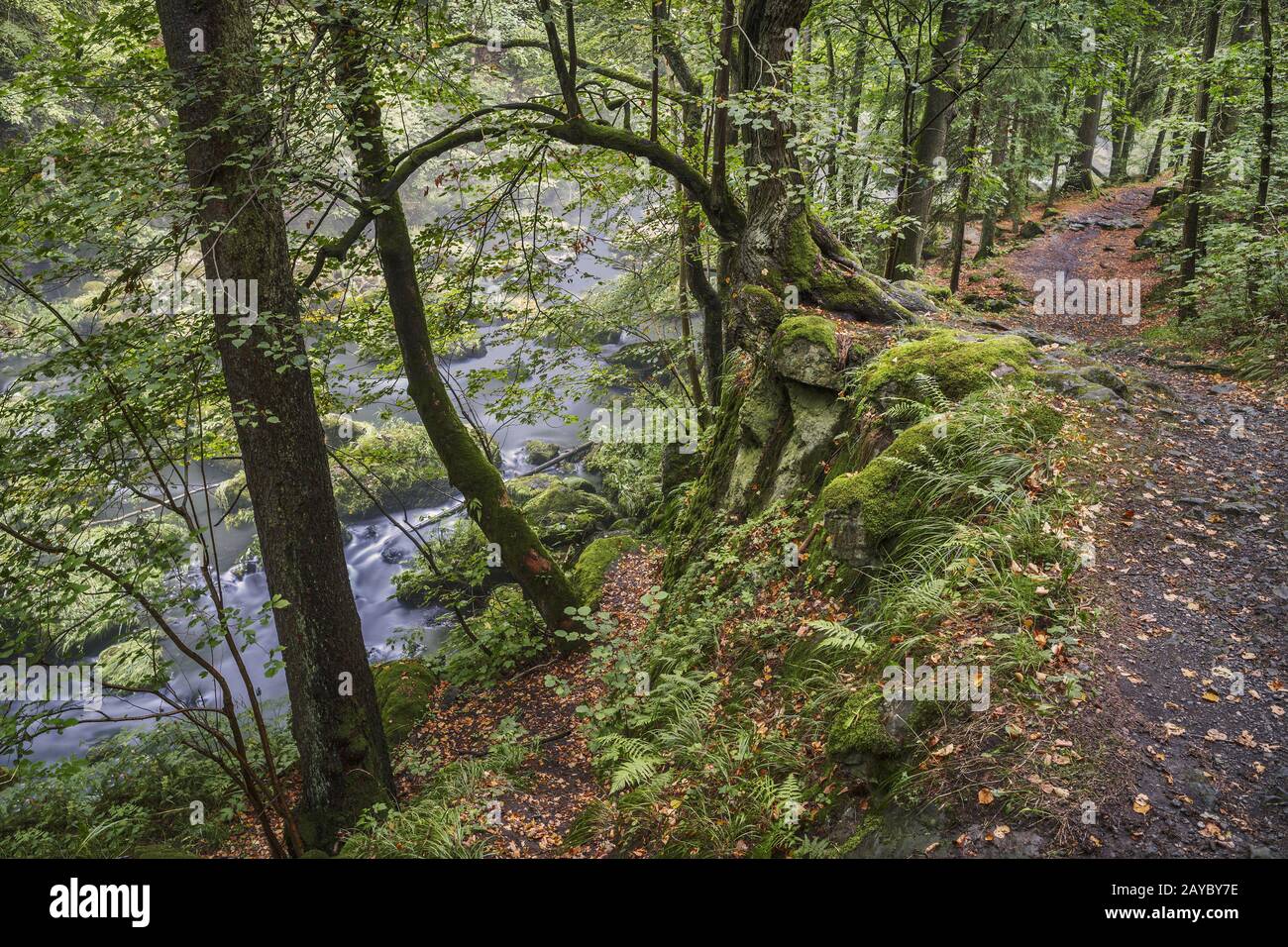 Nella riserva naturale Triebtal nella regione di Vogtland Foto Stock