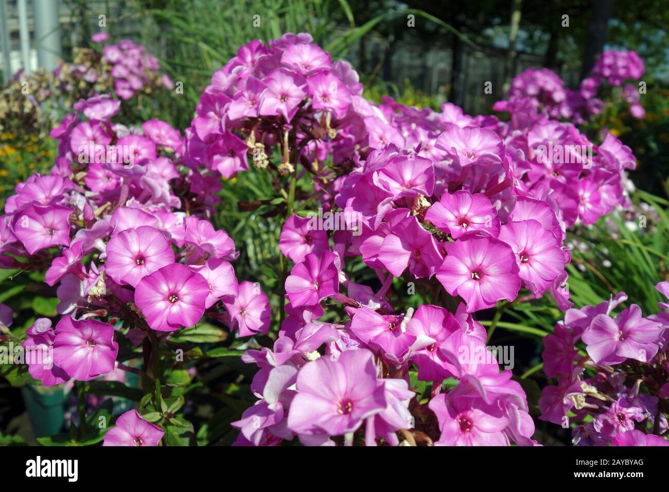 Phlox Foto Stock