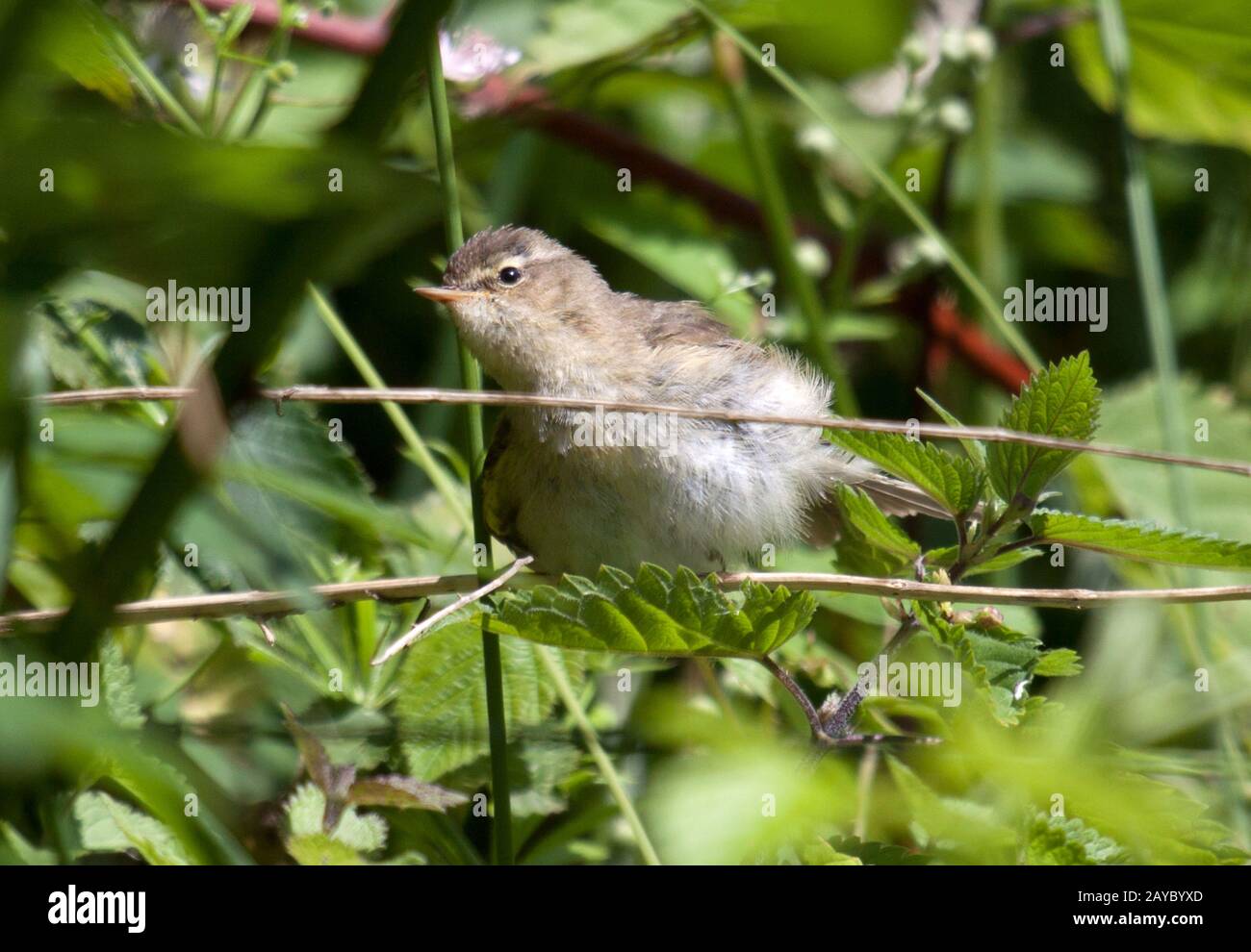 Chiffchaff, Renania, NRW, Deutschland Foto Stock