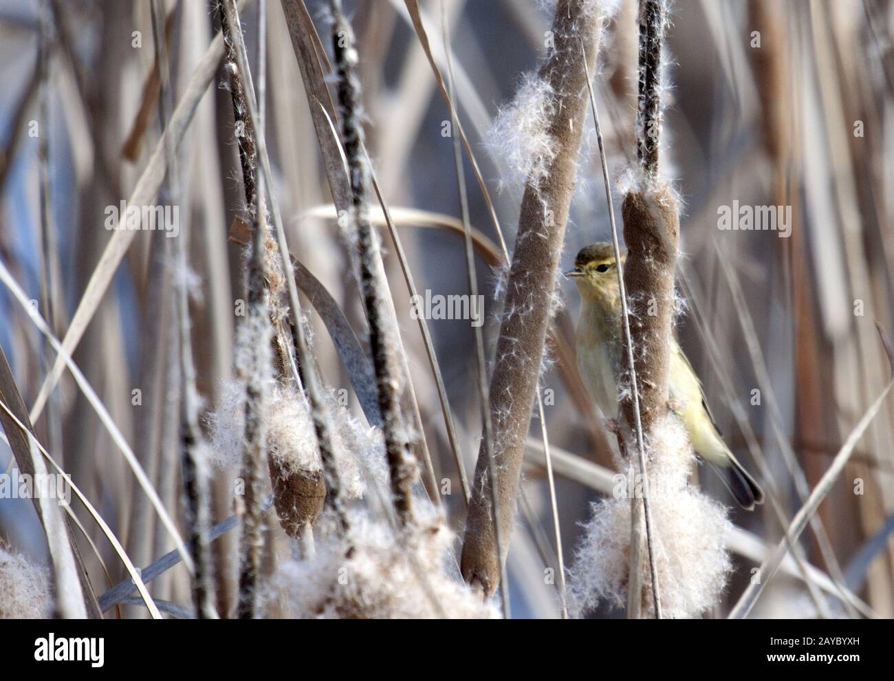 Chiffchaff, El Rocio, Coto de Doñana, Spagna Foto Stock