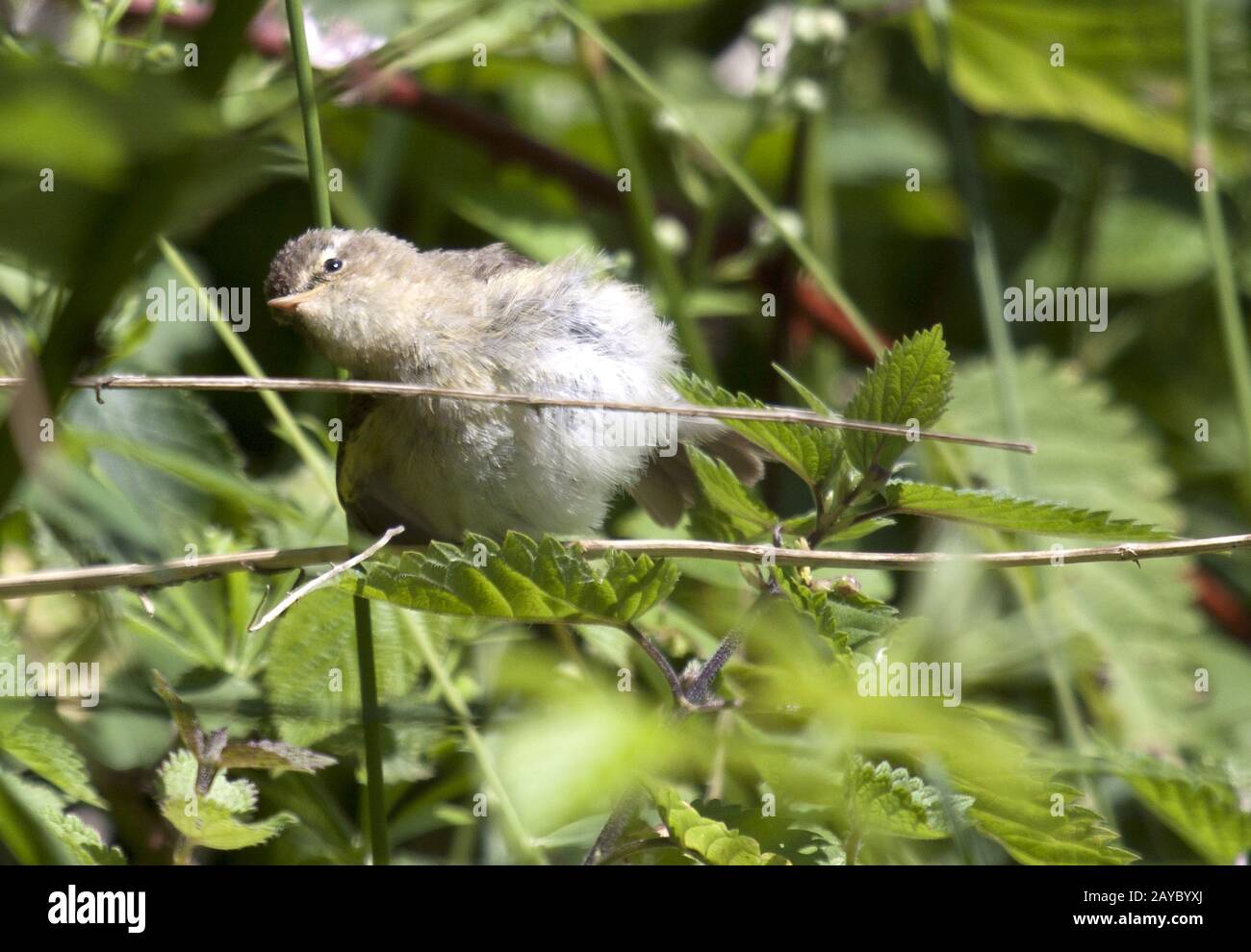 Chiffchaff, Renania, NRW, Deutschland Foto Stock