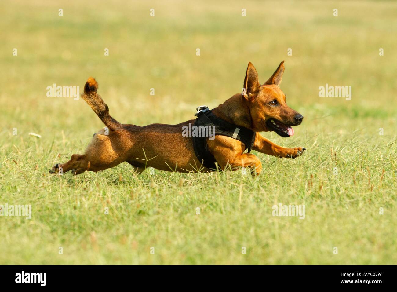 Carino di razza cane giocando su un prato. Età di quasi 2 anni. Parson Jack Russell - Pastore Tedesco - Chihuahua mix. Foto Stock