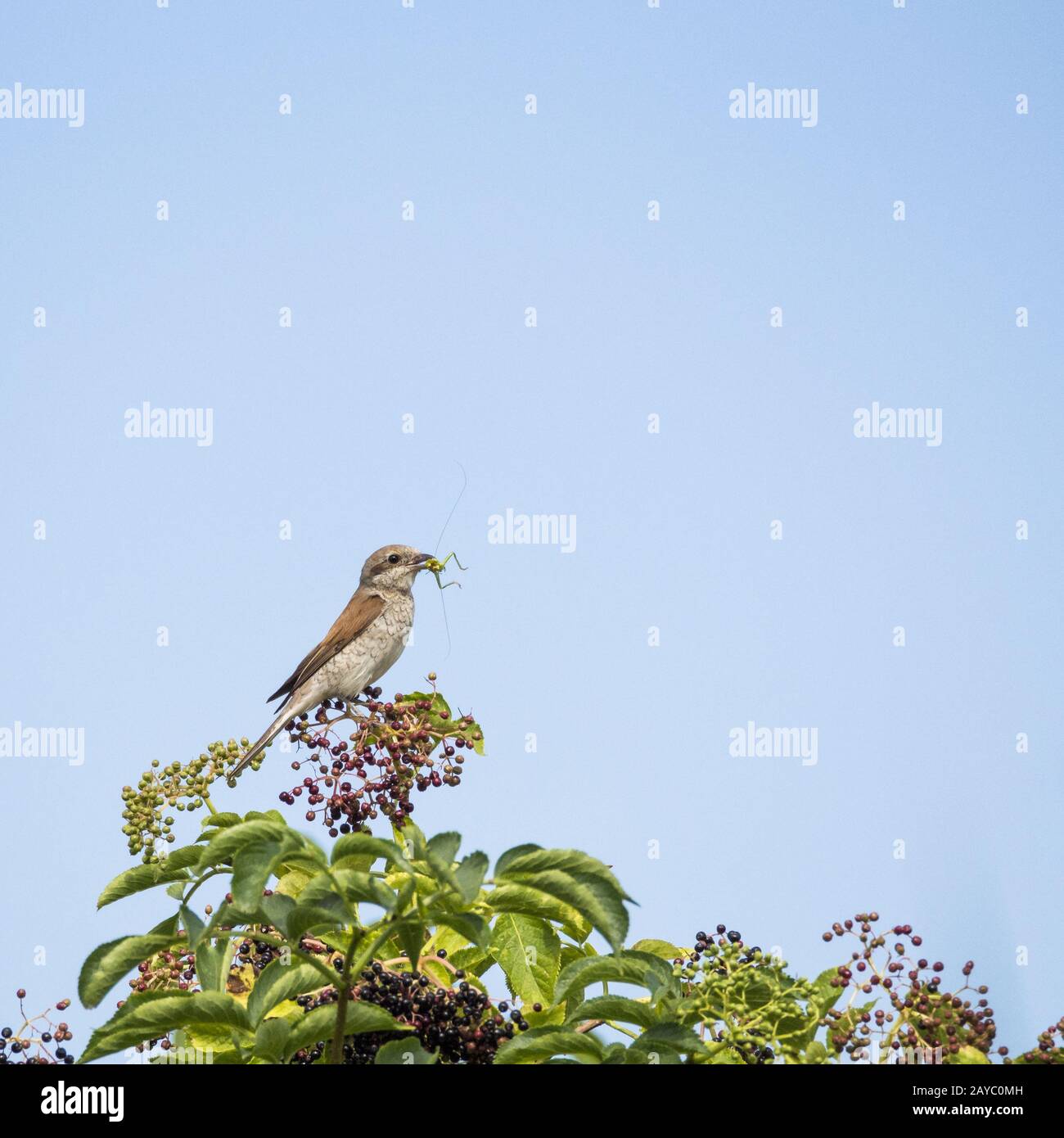 Uccello Shrike con dorso rosso e insetto come preda Foto Stock