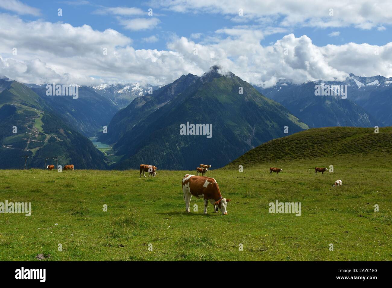 alpi Zillertaler, mucche al pascolo sulla penken alp, vista sulla valle Stillup con riserva Stillup Foto Stock