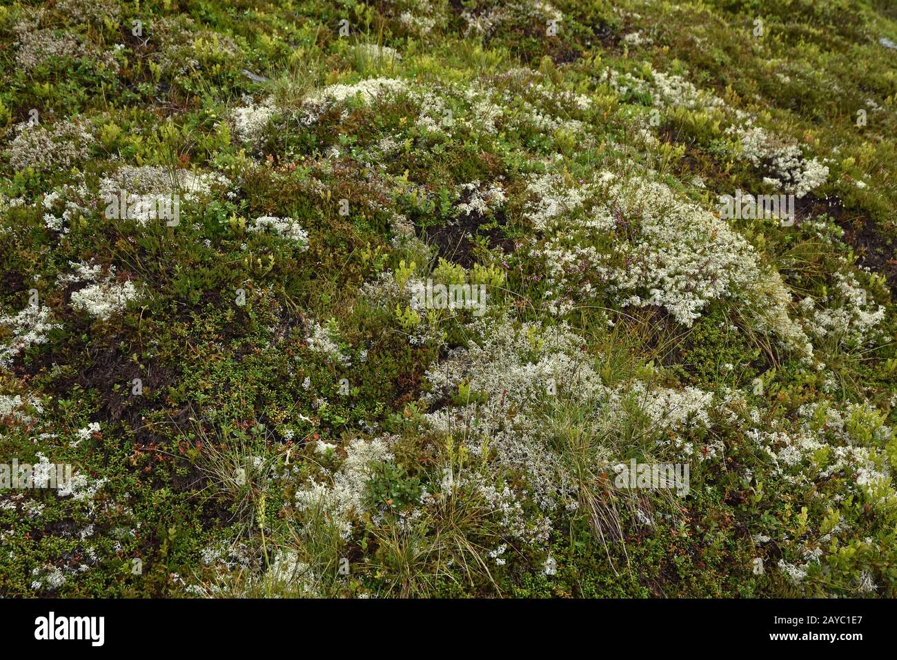 caribou muss, licheni renne, Foto Stock
