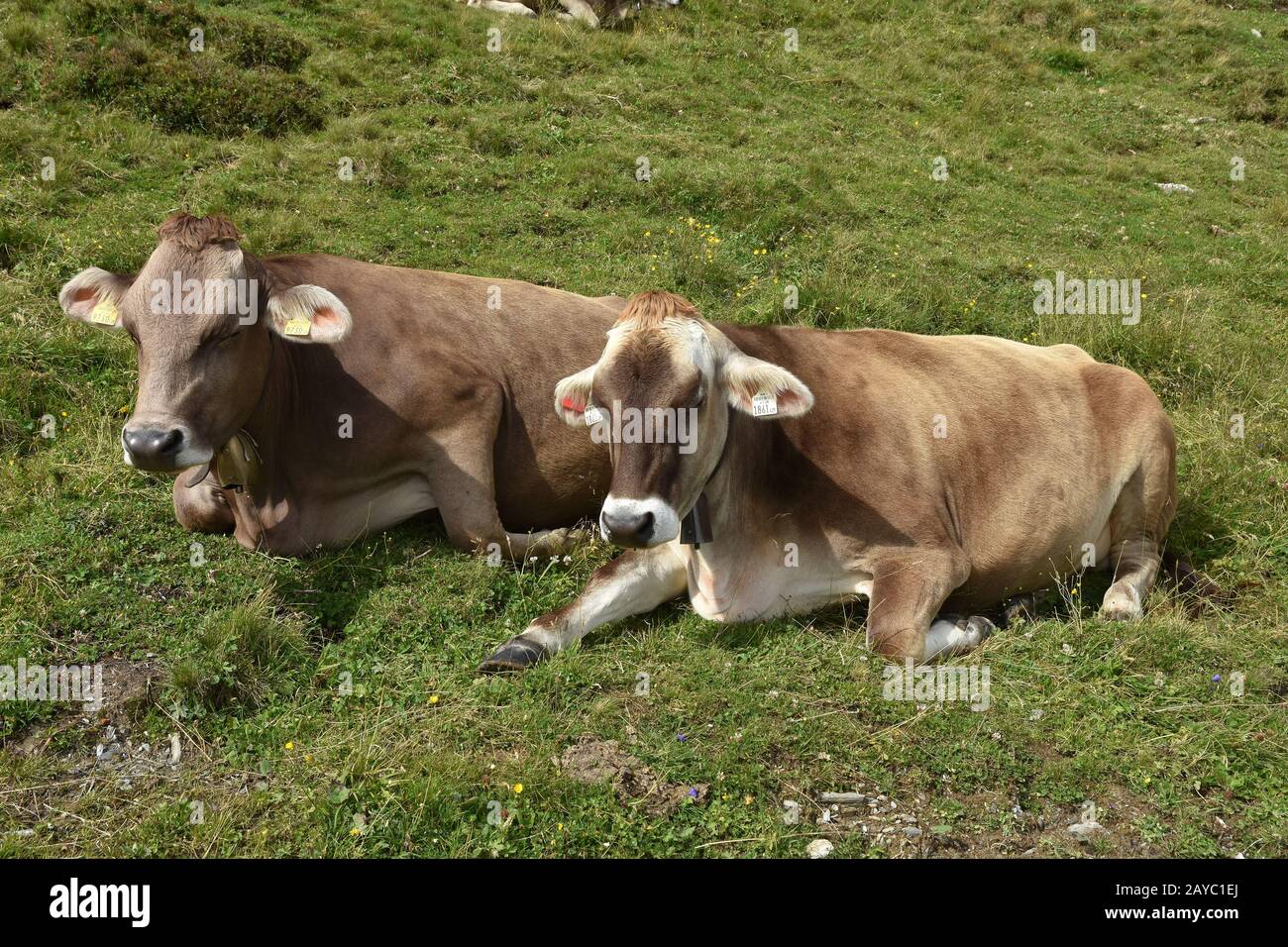Mucche alpine, Alpi Zillertaler, Austria, Europa Foto Stock