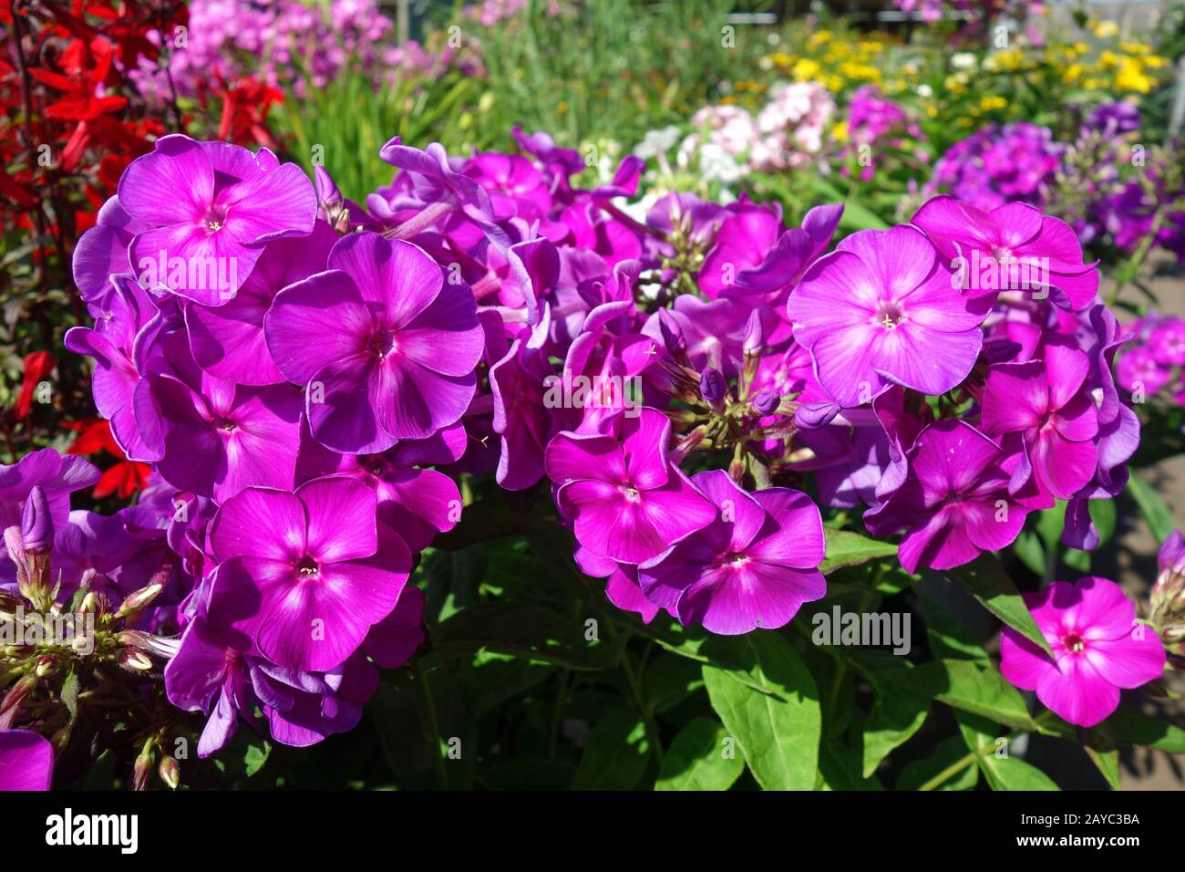 Phlox Foto Stock