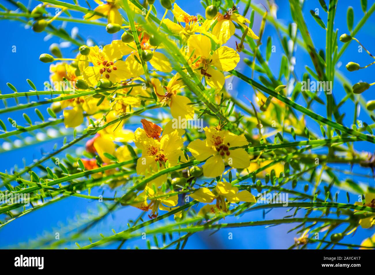Un fiore giallo Retama fiori in Santa Ana NWR, Texas Foto Stock