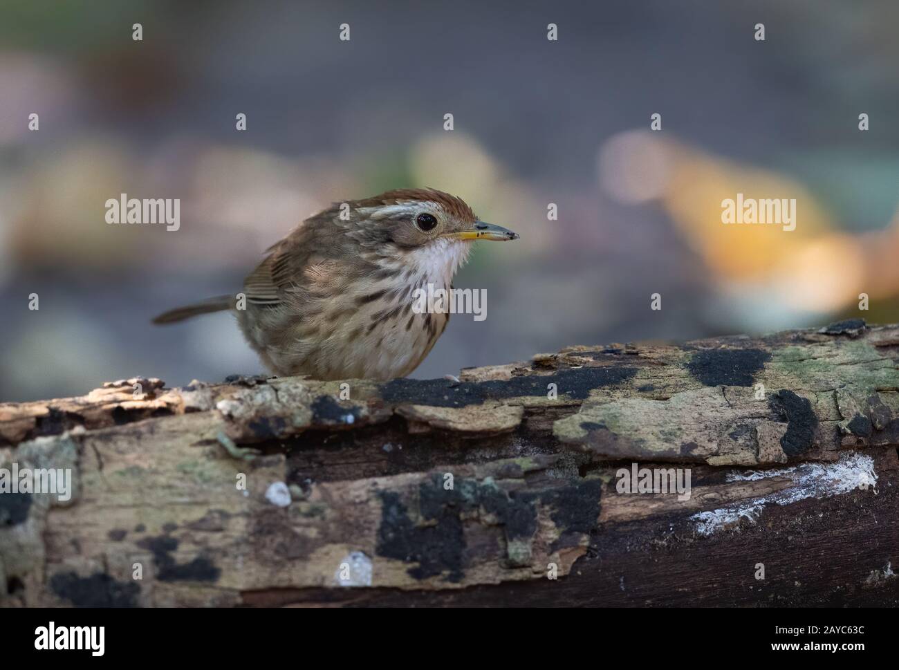 Il puff-throtated babbler o macchiato babbler (Pelorneum ruficeps) è una specie di uccello passerino trovato in Asia. Foto Stock