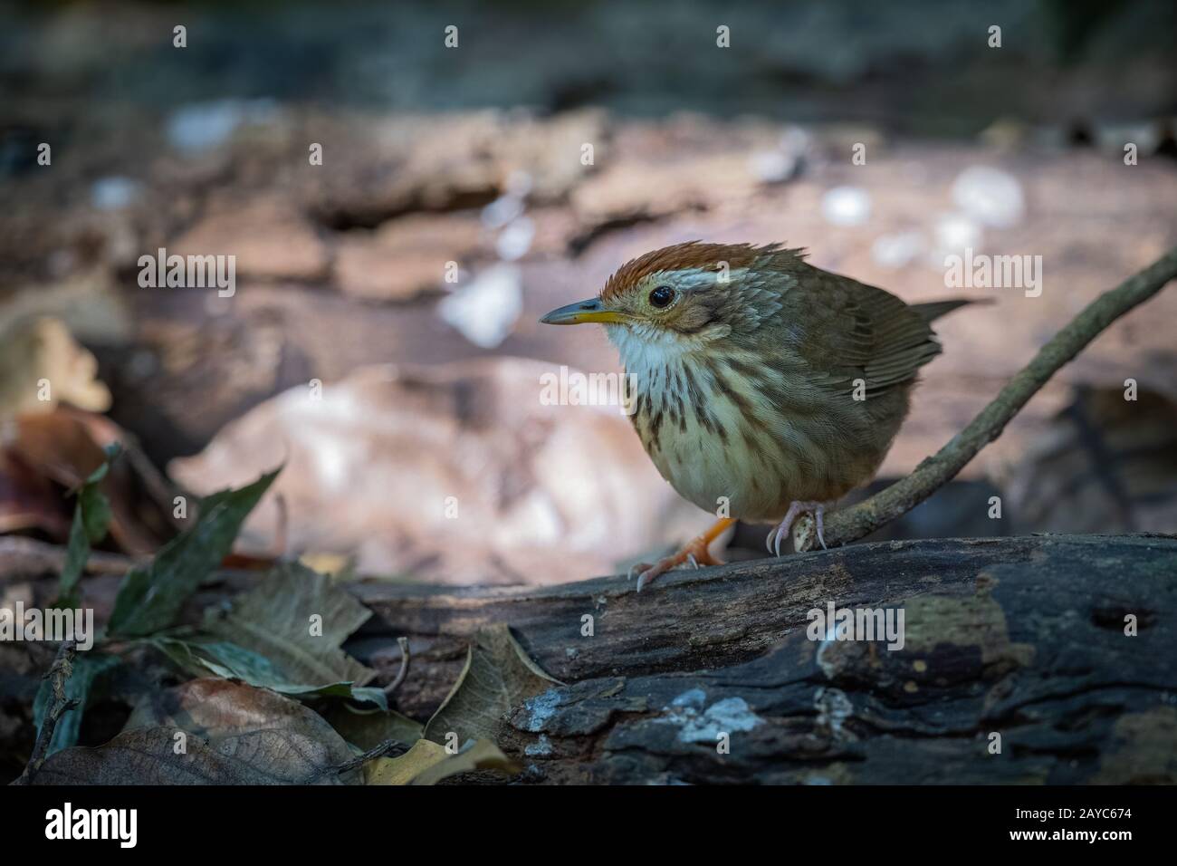 Il puff-throtated babbler o macchiato babbler (Pelorneum ruficeps) è una specie di uccello passerino trovato in Asia. Foto Stock