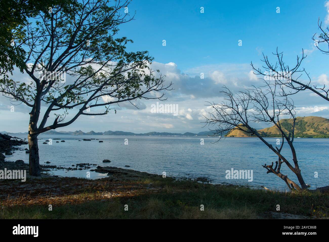 Alberi sulla spiaggia di Kelor Island, un'isola appartata a circa 10 chilometri da Labuan Bajo, Flores, e vicino all'Isola di Komodo, Parco Nazionale di Komodo Foto Stock