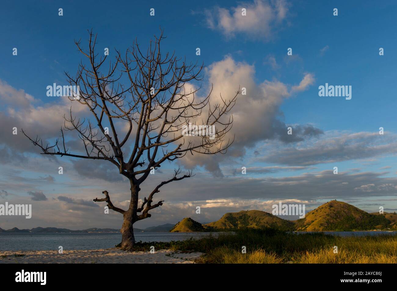 Un albero sulla spiaggia dell'Isola di Kelor, che e' un'isola isolata a circa 10 chilometri da Labuan Bajo, Flores e vicino all'Isola di Komodo, Komodo Nati Foto Stock