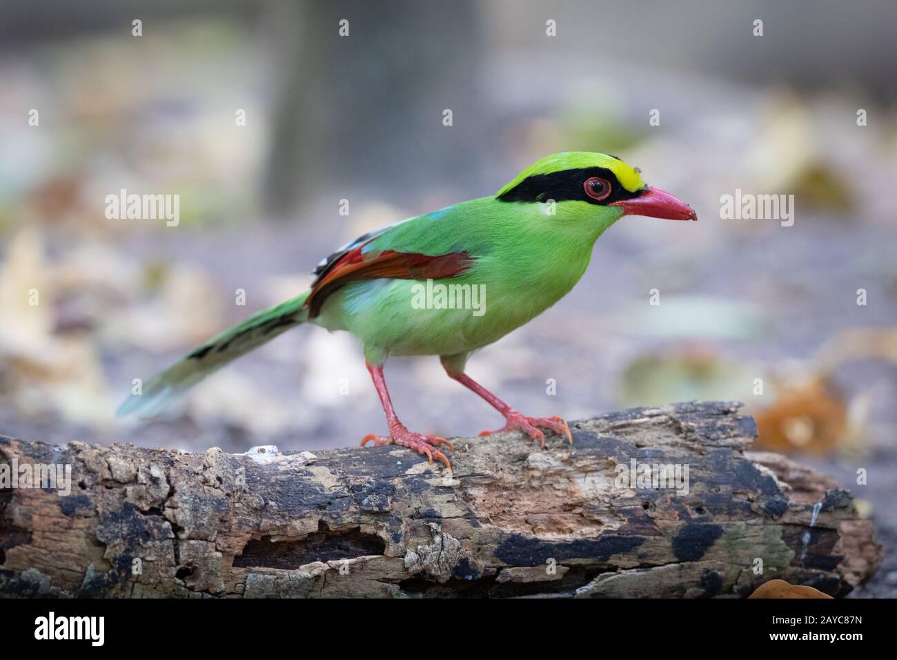 Il magpie verde comune (Cissa chinensis) è un membro della famiglia crow. Foto Stock