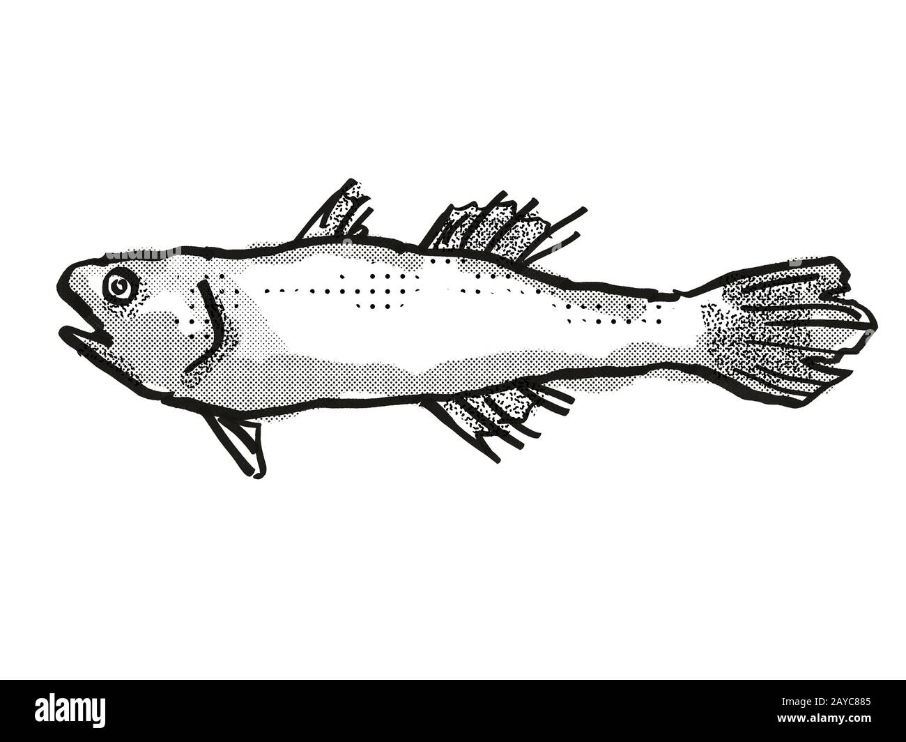 Estuario Cardinalfish Australian Fish Cartoon retro disegno Foto Stock