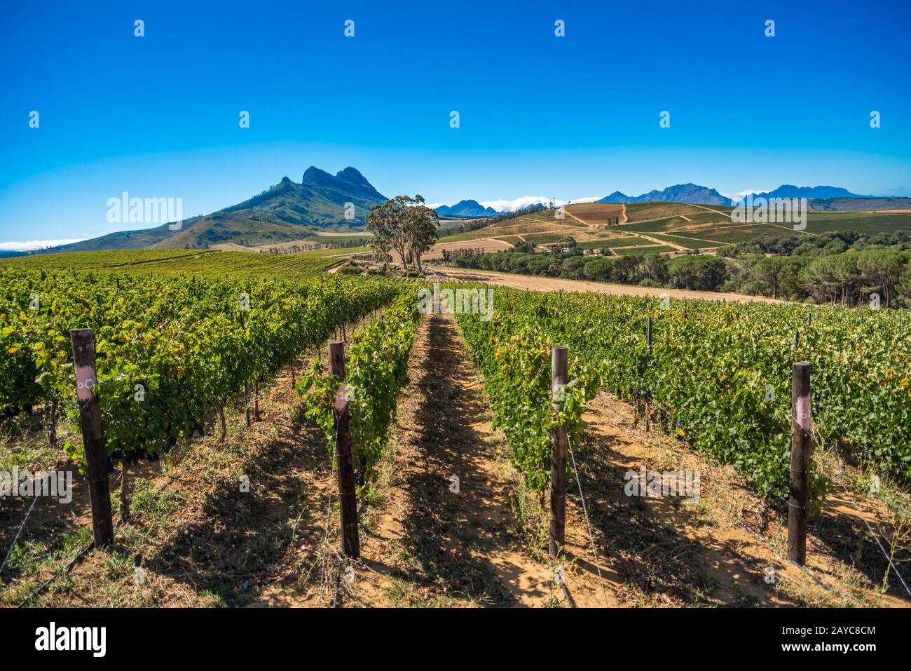 Lo splendido paesaggio di Cape Winelands, regione vinicola del Sud Africa Foto Stock