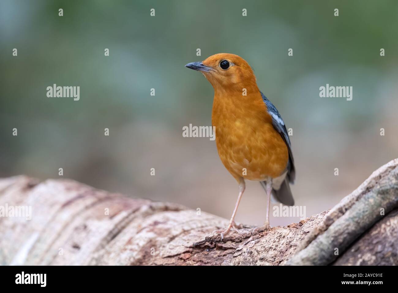 Il thrush arancione-headed (Geokichla citrina) è un uccello nella famiglia del thrush. È comune in aree ben boscose del sud-est asiatico. Foto Stock