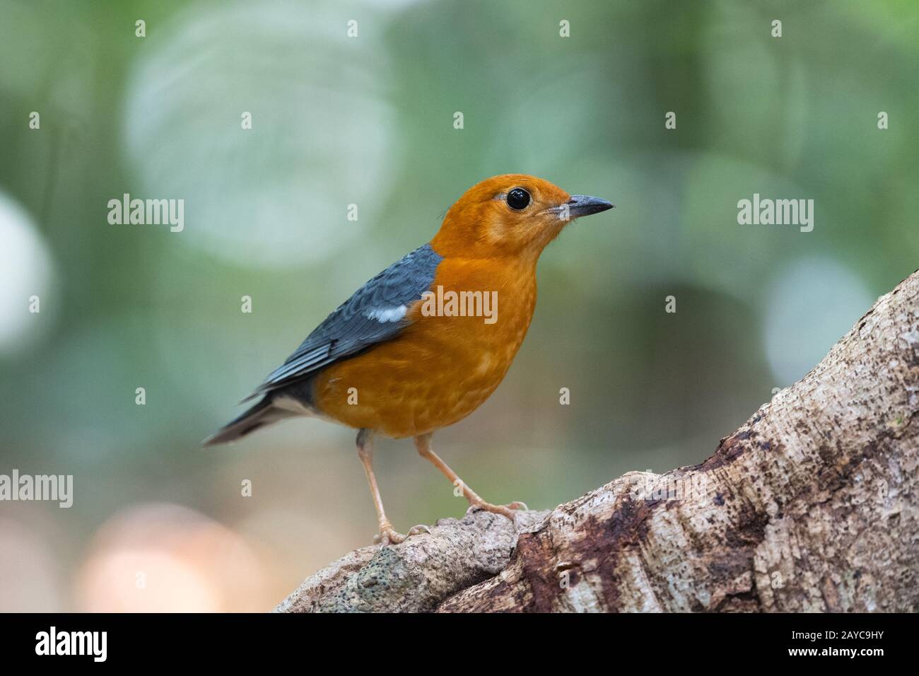 Il thrush arancione-headed (Geokichla citrina) è un uccello nella famiglia del thrush. È comune in aree ben boscose del sud-est asiatico. Foto Stock