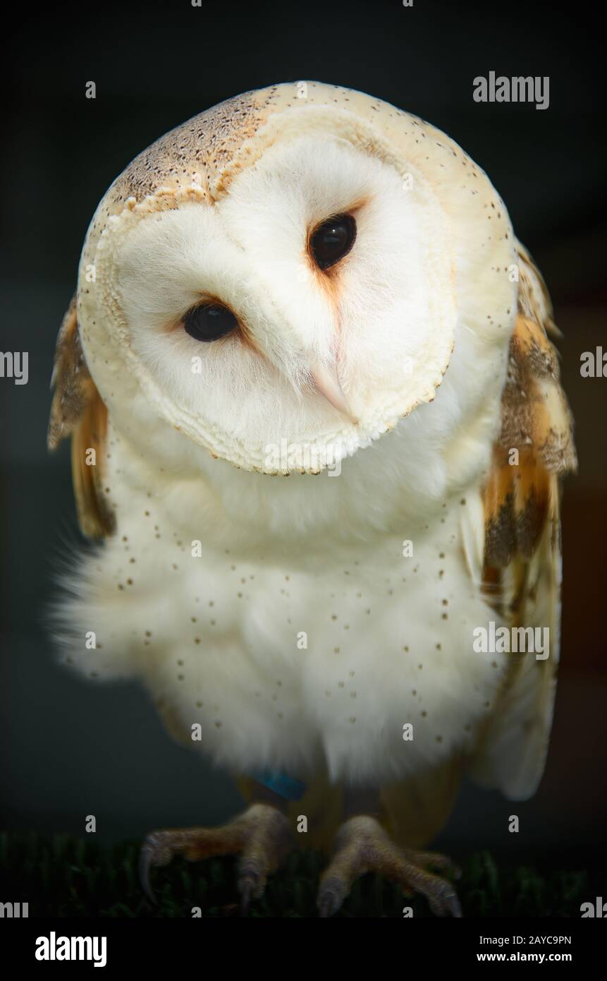 Fienile gufo di fronte Foto Stock