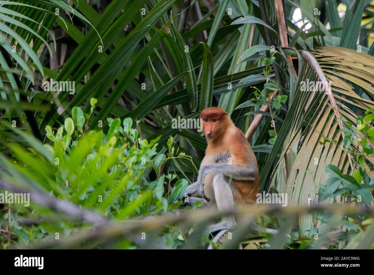 Una scimmia proboscis (Nasalis larvatus) o una scimmia a lungo naso, è seduta in un albero lungo il fiume Nero vicino Balikpapan, su Kalimantan, Indonesia. Foto Stock