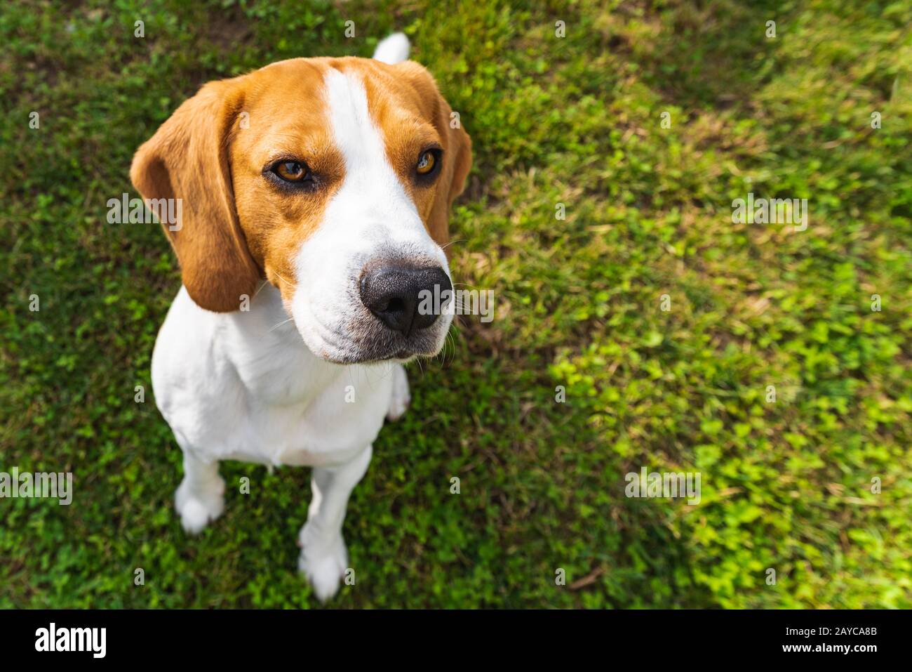 Carino beagle cane in parco su erba verde Foto Stock